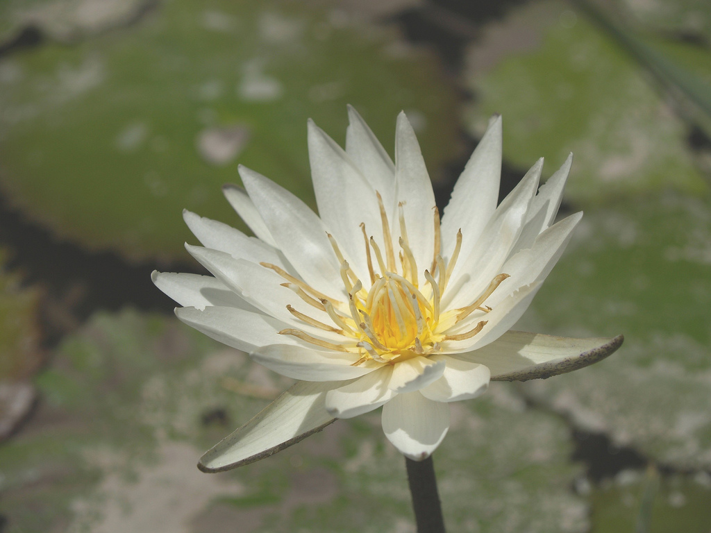 Nymphaea Ampla Seeds (White Lily, Dotleaf Waterleaf, Water Lily) - Click Image to Close